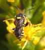 Nomada rufipes